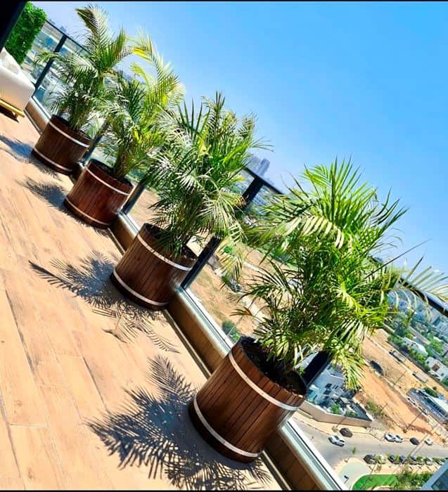 דקל אריקה באדנית עץ עגולה גובה כולל 2.3 מטר