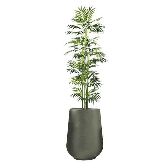 דקל שפריצי בכד בטון גובה כולל 2 מטר