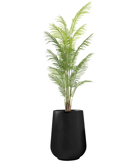 דקל אריקה בכד בטון גובה כולל 1.6