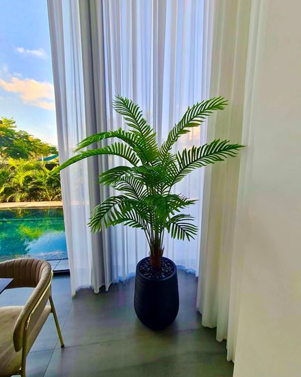 דקל אריקה בכד בטון גובה כולל 1.9