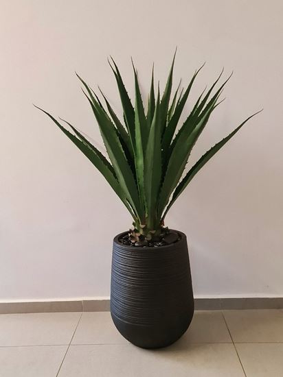 קקטוס אגבה בכד בטון גובה כולל 1.5