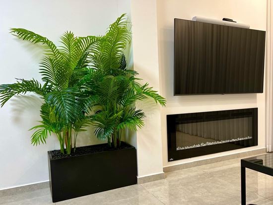 זוג דקלים באדנית בטון אורך 80 ס"מ גובה כולל 1.5