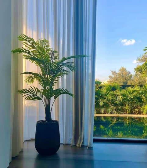 דקל אריקה בכד בטון גובה כולל 1.90 מחיר