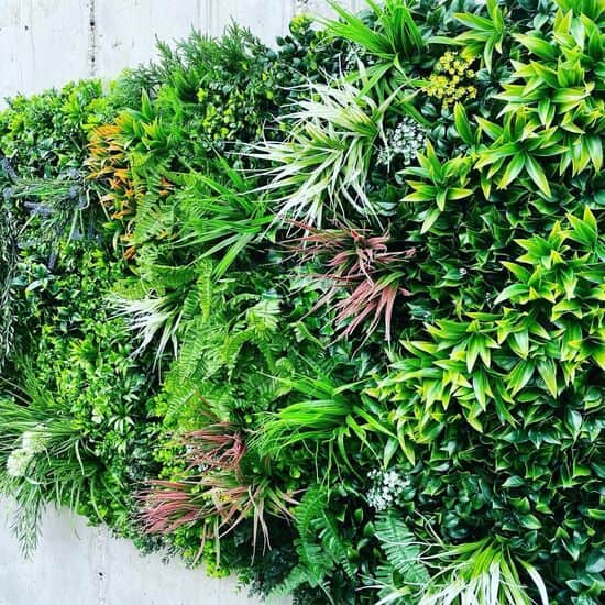 קיר ירוק לפי מטר