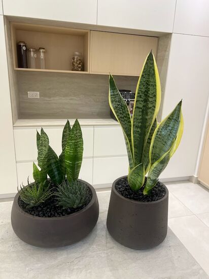 סט סוקולנטים בקערות בטון