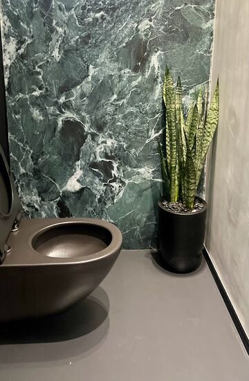 סנסיווריה בכד בטון