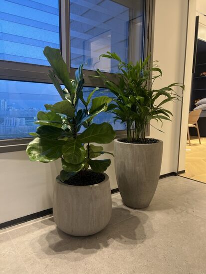 סט כדי בטון בשילוב דקל שיפריצי ופיקוס כינורי