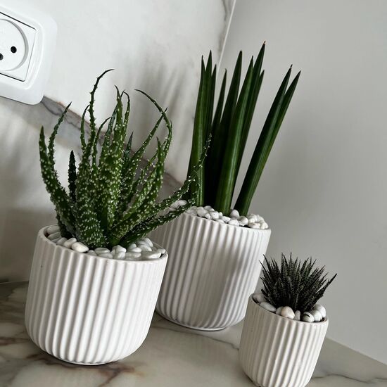 שלישיית סוקולנטים