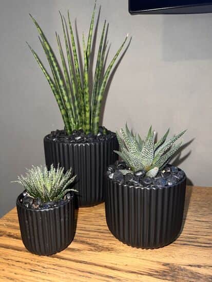 שלישיית סוקולנטים