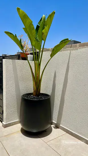 ציפור גן עדן בכד בטון גובה כולל 2.5 מטר