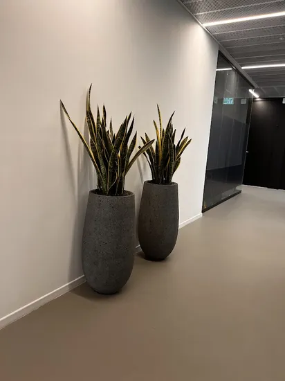 זוג סנסיווריה בכד טרצו