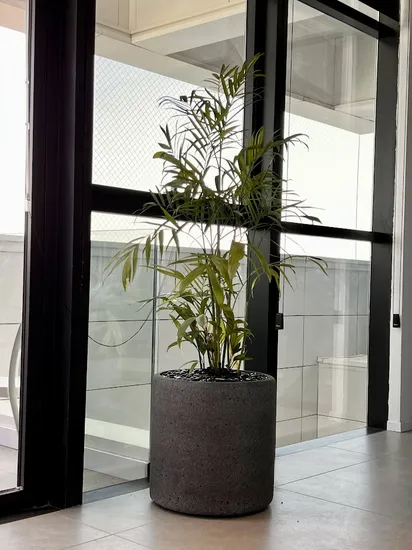 דקל שפריצי בכד צלינדר