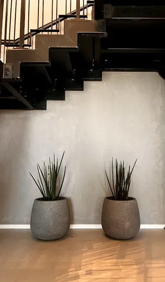 סט סנסיווריה גלילית בכד טרצו