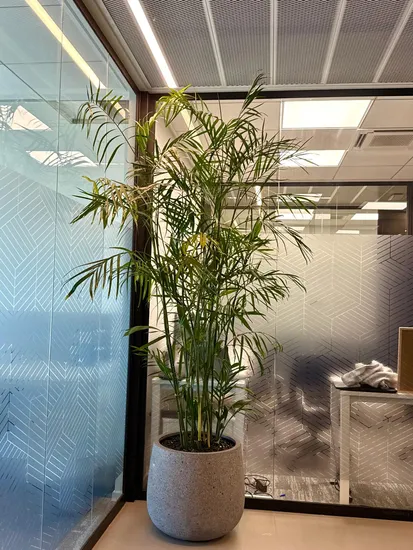 כד בטון עם דקל אריקה גובה כולל 2.5 מטר