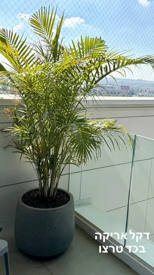 כד טרצו גובה כולל 2.20