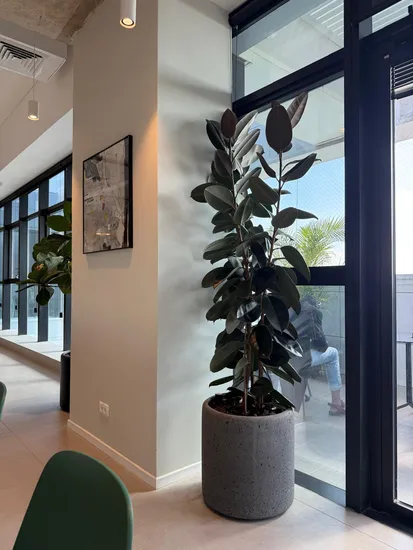 פיקוס גומי בכד בטון גובה כולל 2.30