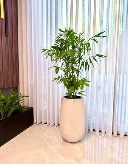 דקל שפריצי בכד סהרה גובה כולל 1.60