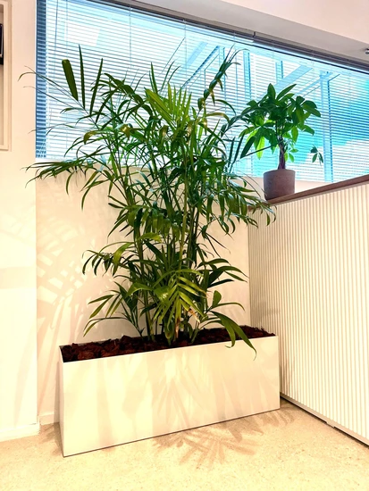 אדנית אלומיניום עם דקל אריקה