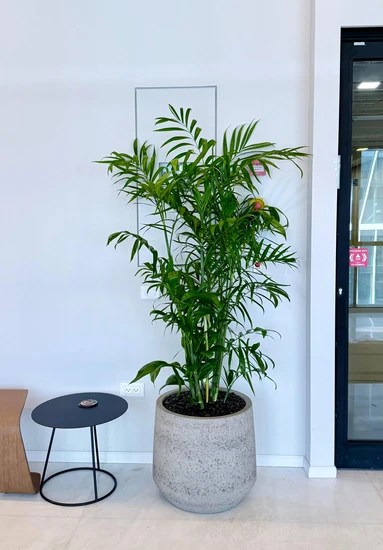 כד בטון עם דקל שפריצי גובה כולל 2 מטר