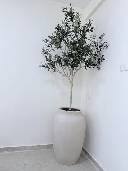 עץ זית בכד בטון מיוחד גובה כולל 2.20