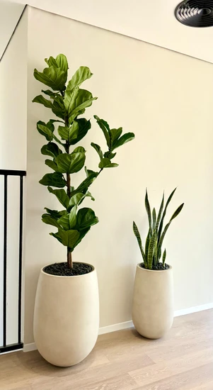 זוג כדי אליה פיקוס כינורי בכד בטון גובה כולל 2.50 סנסיווריה בכד בטון גובה כולל 1.30