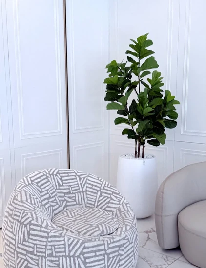 פיקוס כינורי