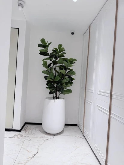 פיקוס כינורי בכד בטון בגובה כולל 2.5