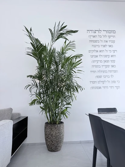 דקל אריקה בכד מיקונוס