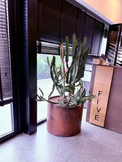 קקטוס במיכל ברזל חלודה