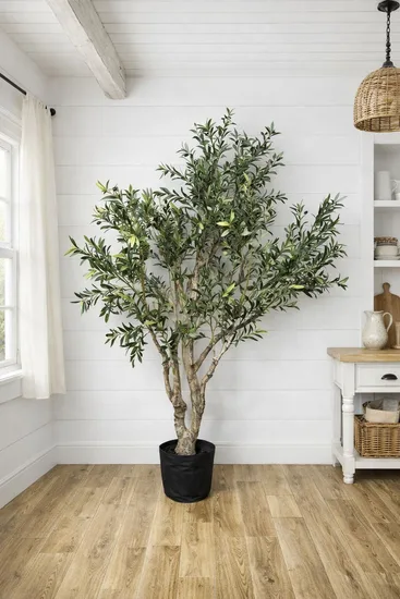 עץ זית ענק גובה 2.25 מטר